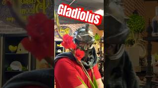 Gladiolus theatricalgarbage gladiator gladius gladiolus [upl. by Nihhi685]