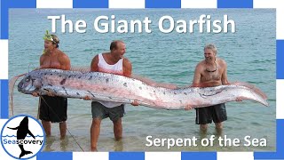 The Original Sea Serpent The Giant Oarfish Regalecus glesne [upl. by Terbecki913]