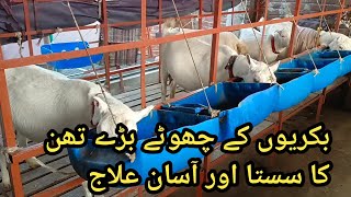 Bakri Ke Chote Bade Than Ka ilaaj ll Goats Small Big Udder Treatment [upl. by Mellins355]