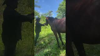 Vlog no 4 Nag warm up nang kabayo si bob western fyp equestrian buhayprobinsya artist vlog [upl. by Esiuol488]