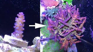 2 years of SPS and Acropora coral growth [upl. by Primalia]