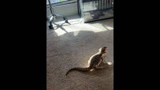 Jazzy runs so quickly‼️ reptiles beardeddragon beardeddragoncare lizard [upl. by Teloiv]