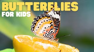 Butterflies for Kids  Learn about the diet habitat and behaviors of butterflies [upl. by Sprage]