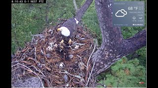 F3 is back in the nest her foot looks ok Kisatchie National Forest E 1 秃鹰2024 11 01 [upl. by Assereht]