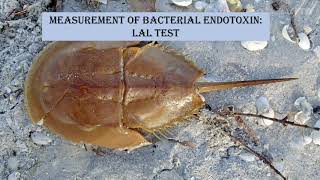 Endotoxin testing  BET  LAL test [upl. by Ahtelra]