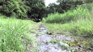 Dragonfly Hovering Super slow Anotogaster sieboldii オニヤンマ [upl. by Anneyehc685]