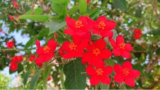 Jatropha integerrima commonly known as peregrina or spicy jatropha 琴叶珊瑚 [upl. by Stephenie]