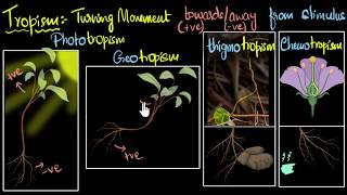 Tropism Types positive amp negative  Control amp Coordination  Biology  Khan Academy [upl. by Evan]