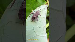 Leaffooted Bug shorts insects truebugs inaturalist annlazaro [upl. by Calvinna]