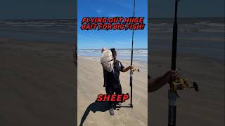 Droning Out Jumbo Sheepshead to Catch Big Fish [upl. by Noreen847]