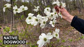 Native Dogwood Cornus florida  A Tree for YearRound Yard Interest [upl. by Letizia]