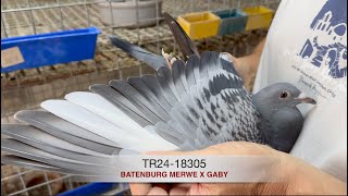 TR2418305 Batenburg Merwe x Gaby [upl. by Nyrb889]