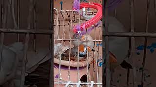 Zebra finches feed for chiks [upl. by Kehsihba]