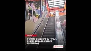 Bulldog francés se vuelve viral al descubrir las escaleras eléctricas y no dejar de subir y bajar [upl. by Rooney]