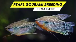 Pearl Gourami Breeding Tips and Easy Tricks [upl. by Kerianne27]