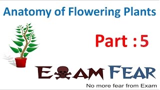 Biology Anatomy of Flowering Plants part 5 Permanent tissues collenchyma CBSE class 11 [upl. by Claudetta]