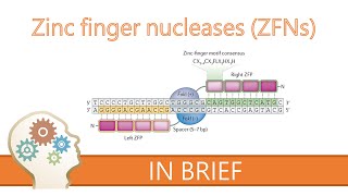 ZINC FINGER NUCLEASES  GENE EDITING EXPLAINED [upl. by Calica257]