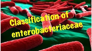 Medical Video Lecture Enterobacteriaceae ClassificationMicrobiology [upl. by Niraj]