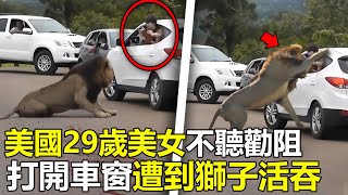 美國29歲權遊女特效師，不聽勸阻“强行”打開車窗，慘遭獅子活吞，場面嚇壞救援人員腦洞大開 世界之最 動物 出類拔萃 动物 災難 美國 top 狮子 [upl. by Artus]