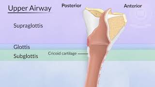 Tracheostomy Procedure Details Risks Recovery [upl. by Tenaej]