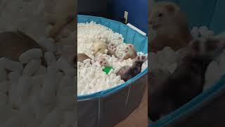 A group of ferrets are playing in a swimming pool filled with packing peanuts [upl. by Gelman57]