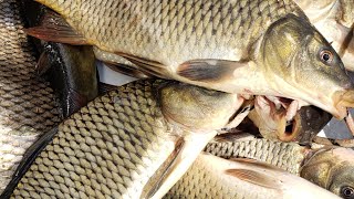 AMAZING CARP Fishing at Fanshawe Dam 2021 [upl. by Aianat]