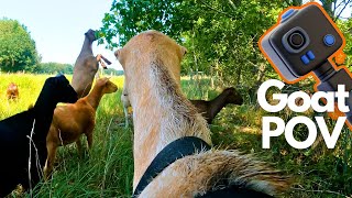 Goat Cam POV Elsa  Feeding amp Foraging With The Herd [upl. by Neeruan]