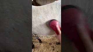 ❤️❤️horse horselover horseriding equestrian youtubeshorts fypシ゚viral shortstrends [upl. by Muraida]