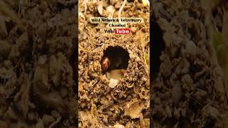 New queen ant takes care of its eggs ant house ant nest ants insects [upl. by Clementia]