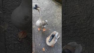 Two Canadian Geese at the Animal Sanctuary who hate everyone apart from me lol 🪿 [upl. by Bleier]