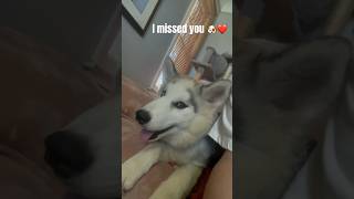 Smart Husky Puppy Really Talks 🙀 🧍‍♀️shorts fyp cuteanimals smartpuppy dog love 🐶 [upl. by Teraj]