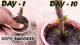 HOW TO GROW POMEGRANATE TREE FROM CUTTINGS  Sprouting Seeds [upl. by Bendicta566]