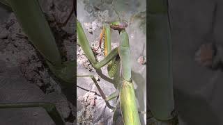 Look at him go ardeche france nature bidsprinkhaan prayingmantis frankrijk banne [upl. by Akla]