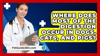 Where Does Most Of The Digestion Occur In Dogs Cats and Pigs  PetGuide360com [upl. by Eneleahcim]