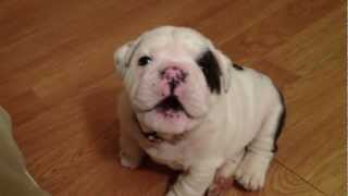 Bentley the Bulldog Puppy is fussy [upl. by Yelsna]