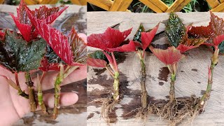 How to grow begonia  begonia gryphon propagation  begonia cuttings [upl. by Eadnus]