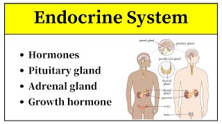 Endocrine System Anatomy And Physiology In Urdu  Types Of Hormones And Their Functions In Hindi [upl. by Naleag350]