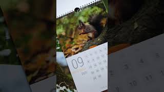 Squirrel calendar Sneek Peak red squirrel calendar 2025 see description [upl. by Novello]