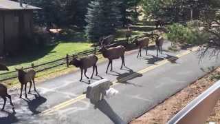 Elk Rut in Estes Park Colorado [upl. by Ferneau267]