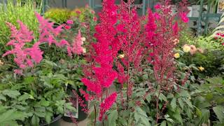 Astilbe Fanal False Spirea  Classic Hardy Easy to Grow Bright Red Flowering Perennial [upl. by Allebasi3]