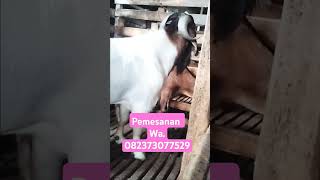 bclfarm7417 Ternak kambing jawarandu vs Boer [upl. by Enylorac]