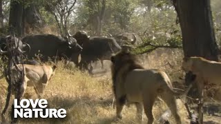 Lions Hunt Buffalo Leaving Lioness Severely Wounded  Love Nature [upl. by Atilrahc825]