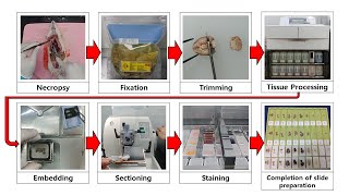 Process of histology [upl. by Zingale984]