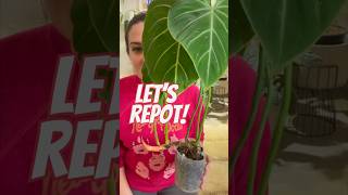 REPOT a Philodendron Gloriosum With Me 🪴 [upl. by Onilegna562]