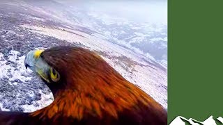 Onboard a golden eagle soaring over snowy Scotland [upl. by Naaitsirhc647]