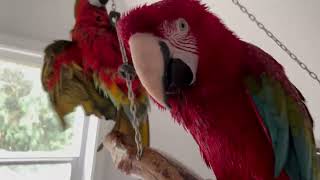 Macaw Daily Activities [upl. by Melena273]