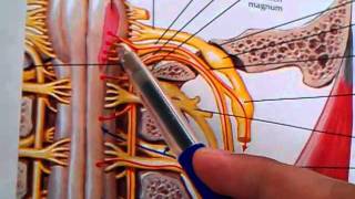 131 Accessory and hypoglossal nerve [upl. by Oiruam]