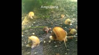 aquarium ampullaria [upl. by Edecrem]