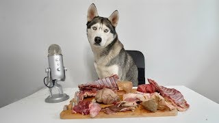 ASMR Husky Reviewing Exotic Raw Meat Parts [upl. by Koby]