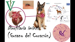 Dirofilaria Iminitis Gusano del Corazón Ciclo de vida [upl. by Bathesda]